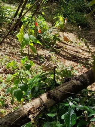 Image11